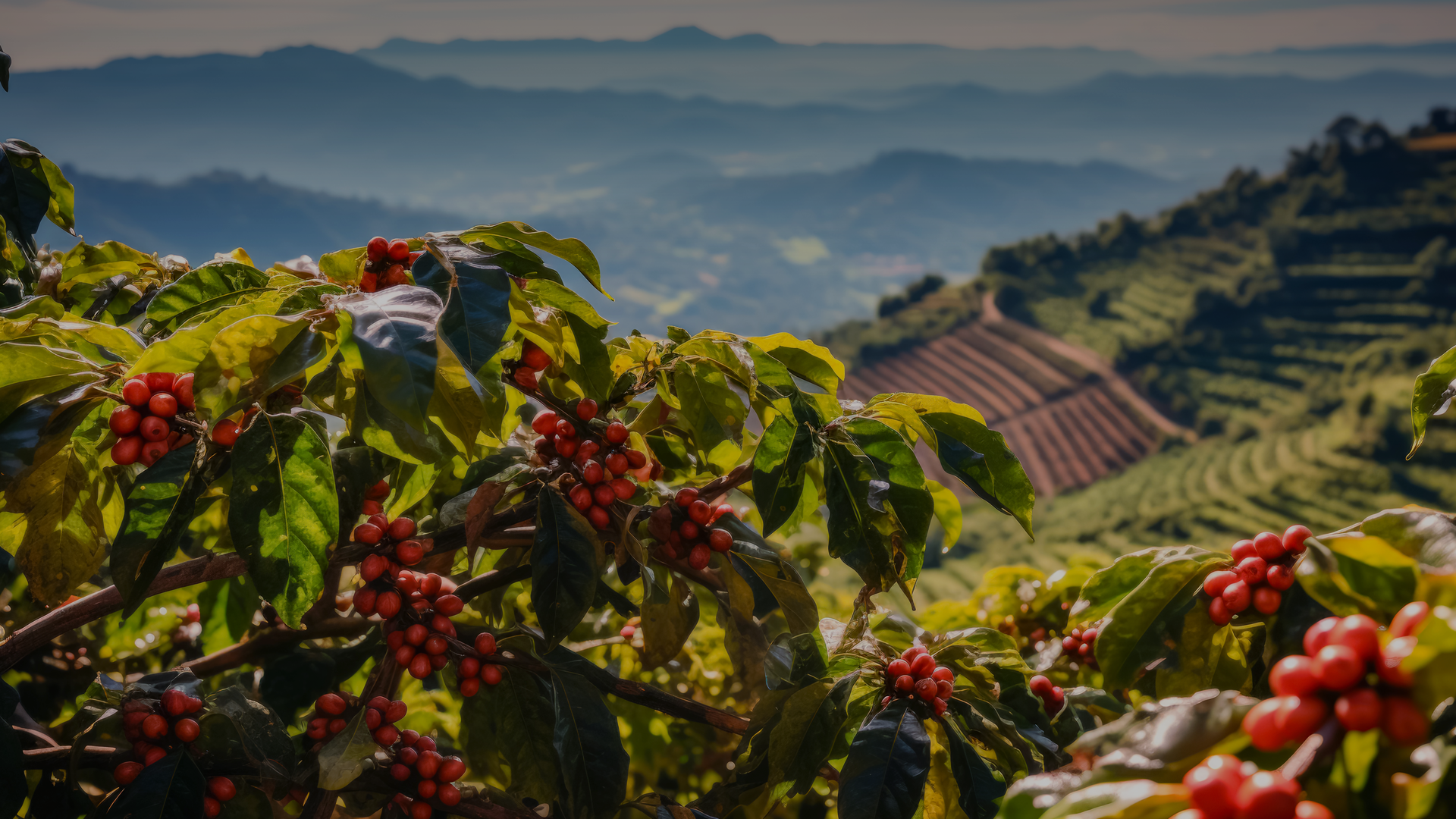 Sustainability in business: how to have sustainable results with Lucky Hills coffee